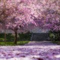 Everything you need to know about Blossoms